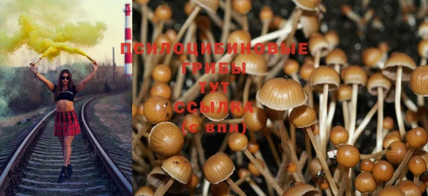 прущие грибы Армянск